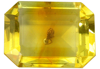 Amber with insect