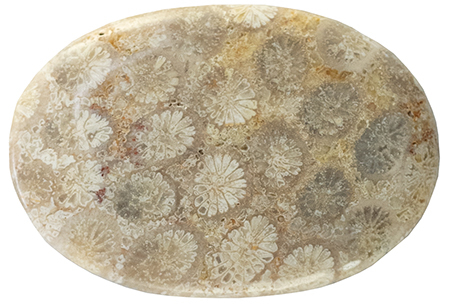 Coral - Fossil 21.68ct