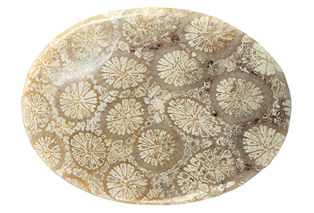 Coral - Fossil 17.01ct