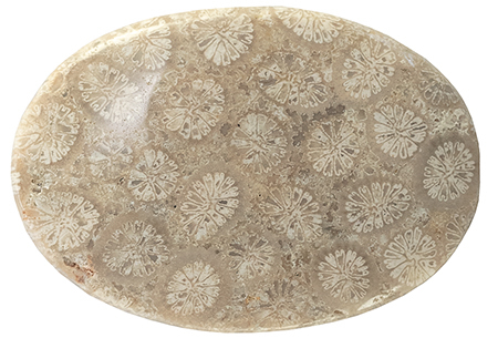 Coral - Fossil 26.02ct