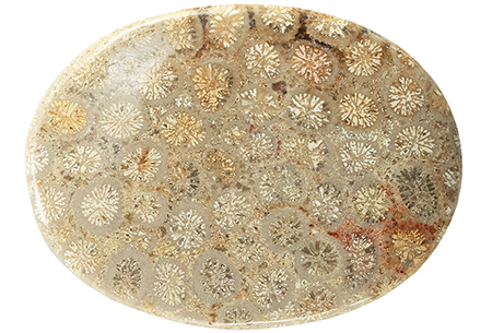 Coral - Fossil 61.05ct