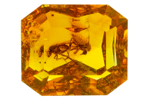 Amber with insect 1.50ct