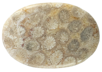 Coral - Fossil 21.68ct