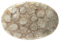 Coral - Fossil 27.60ct