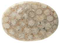 Coral - Fossil 35.31ct