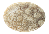 Coral - Fossil 17.01ct