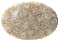 Coral - Fossil 26.02ct