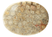 Coral - Fossil 61.05ct