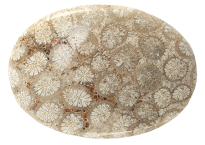 Coral - Fossil 34.87ct